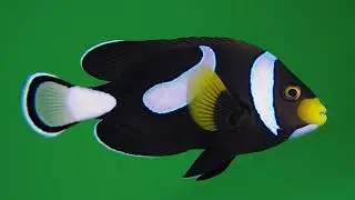 Colorful Fish – Free Green Screen VFX Loop Animation