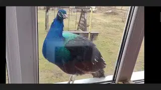 ЗЕМЛЯ под ЛПХ. Стройка.