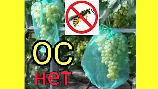 как сохранить виноград от ос?