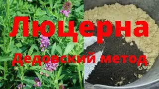 Как посеять люцерну вручную дедовский методом Посев люцерны люцерна выращивание 