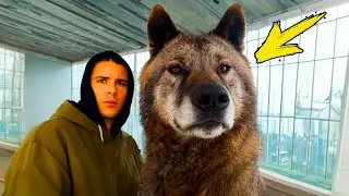Мужчина спас брошенного щенка. Спустя пару месяцев он узнаёт Шокирующее!