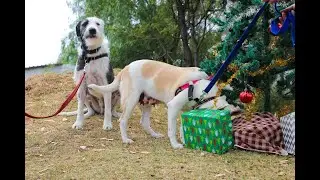 Shelter dogs opening gifts for Chirstmas