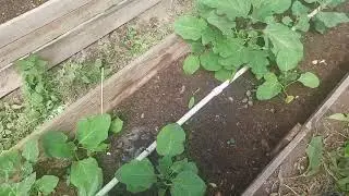 Июнь в деревне, погода, огород, машина
