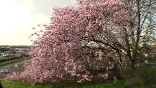 1472 2017 LE PARC GEORGES VALBON SEINE SAINT DENIS