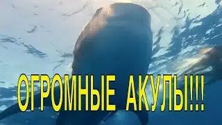 Китовые акулы в Мексике