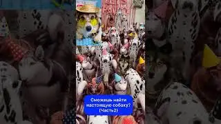 СМОЖЕШЬ НАЙТИ НАСТОЯЩУЮ СОБАКУ? (ЧАСТЬ 2)