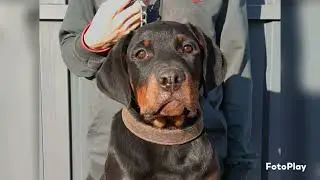 Девочка Балу щенок #rottweiler