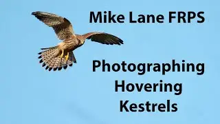 Photographing Kestrels