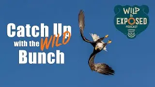 Catch up with the Wild Bunch