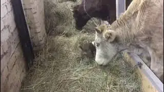 Собака на сене