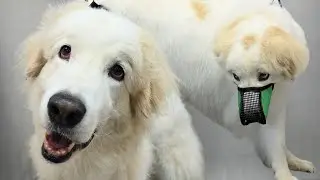Fired From The Previous Grooming Salon...Attempting To Groom A Great Pyrenees Mix
