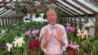 Jill Biden's Namesake Orchid - Part 2