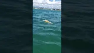 El video viral del tiburón alimentándose de una tortuga