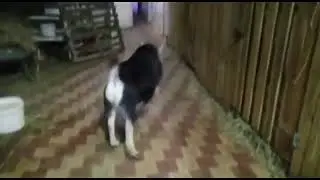 Козлик Туман и его тыги дыки