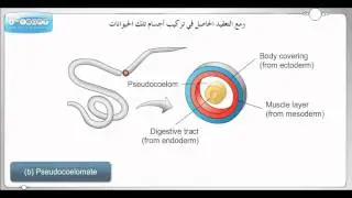 ELearning - درس أحياء :: تعليم اليكتروني