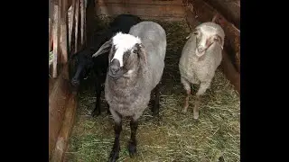 Купаем овец.