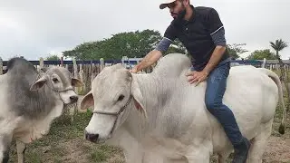 GADO NELORE DE LUXO EM CRUZES-PE  26-08-2024 #nordeste