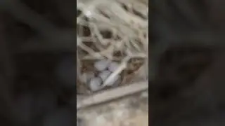 ASGHAR BHAI BREEDING PROGRESS LOVEBIRDS