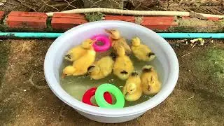 Cute baby ducklings swimming and feeding so happy 4