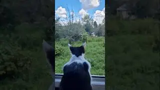 Зачем мне шесть кошек?🐈‍⬛