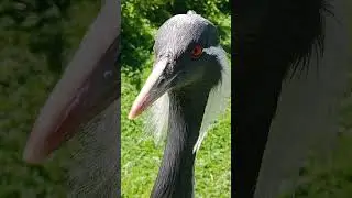 чудо птица