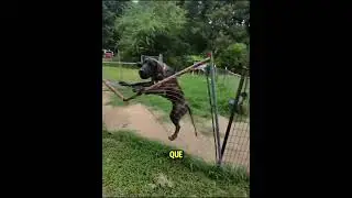 She mocked the dogs, and in the end, she got scared...