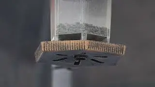 Birds on feeder