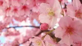 ♥ La Vie En Rose ♥