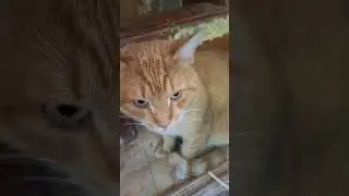 кот мудак
