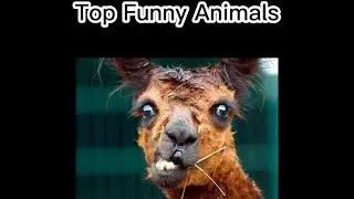 Top Funny Animals