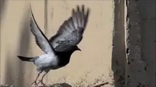 Fly Anivia fly!
