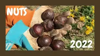 SO MANY NUTS. !