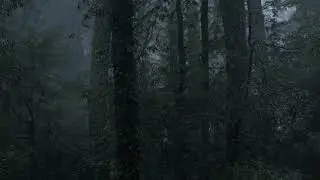 free stock footages | raining in a cloud forest full of tall trees