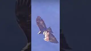 Yaban Hayatında Doğanın Kuralları...