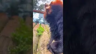 Snacks 🥨 Time 😋💫 #shorts #trending #discovery #wildanimal #animalsvideo