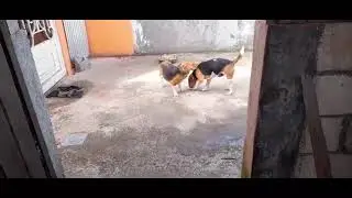 beagle en celo su comportamiento