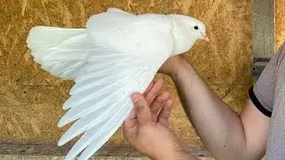 Какие Бакинцы лучше Играют? Голоногие или Сапожкатые?