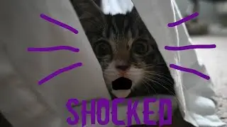 KITTEN vs CARDISTRY // specials