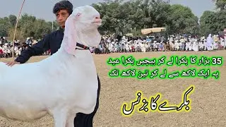 Bakra  Farm ' بکرا فارم & Goat Farm ' گوٹ فارم