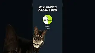 Milo RUINED Dream's Bed 💩 #dream #dreamwastaken #dreamteam #sapnap