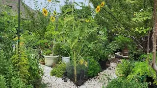 A glimpse of my organic garden 😍
