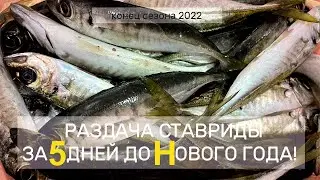 Севастополь 2022 . Ехали подышать морем а оказалась Раздача Ставриды.