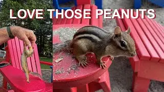 CHIPMUNKS LOVE PEANUTS