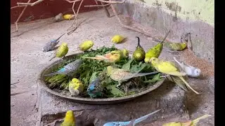 Daily eating Vegetables | budgies winter diet | budgies breeding