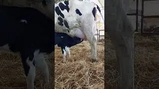 Doğum Sonrası Buzanin Annesi'ni emmesi