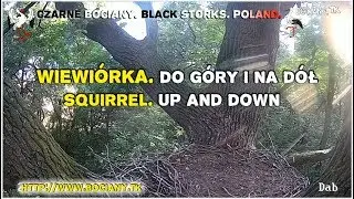 Squirrel in the nest black storks from Poland 2017