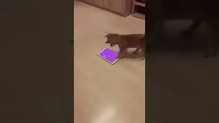 щенок сиба ину играет в айпад