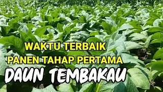 Waktu yang tepat untuk panen / Pemetikan Daun Tembakau Tahap Pertama - Panen Tembakau