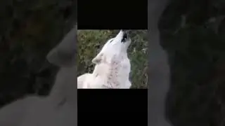 girl hit a man in his nuts 🤣🤣 he will never cumshot 