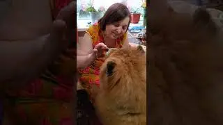 Чау-чау в гостях у бабушки